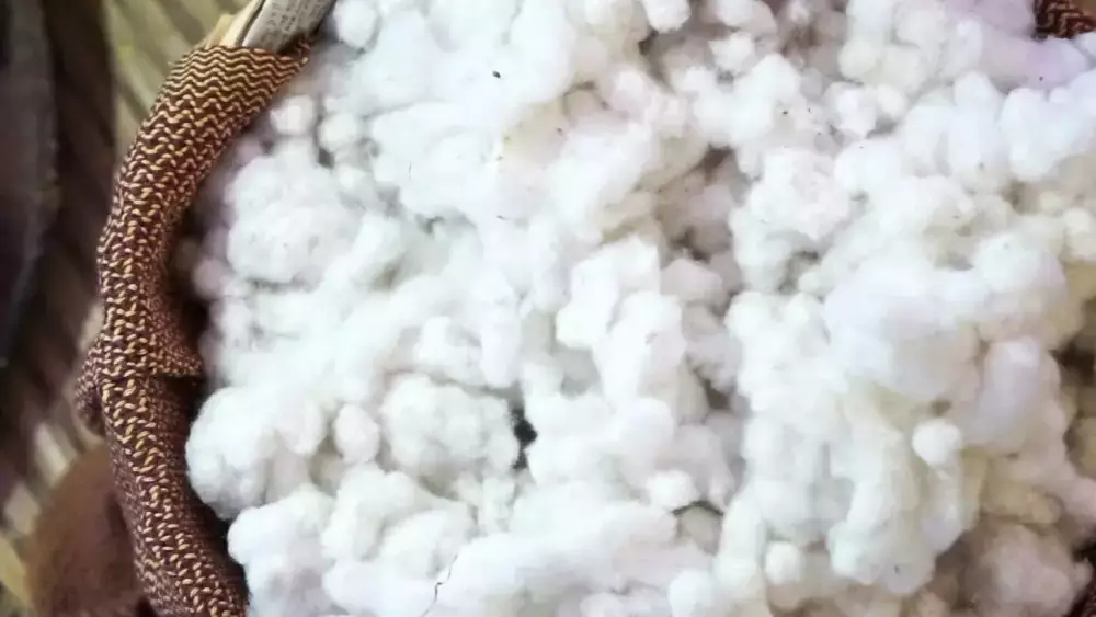 Cotton commodity